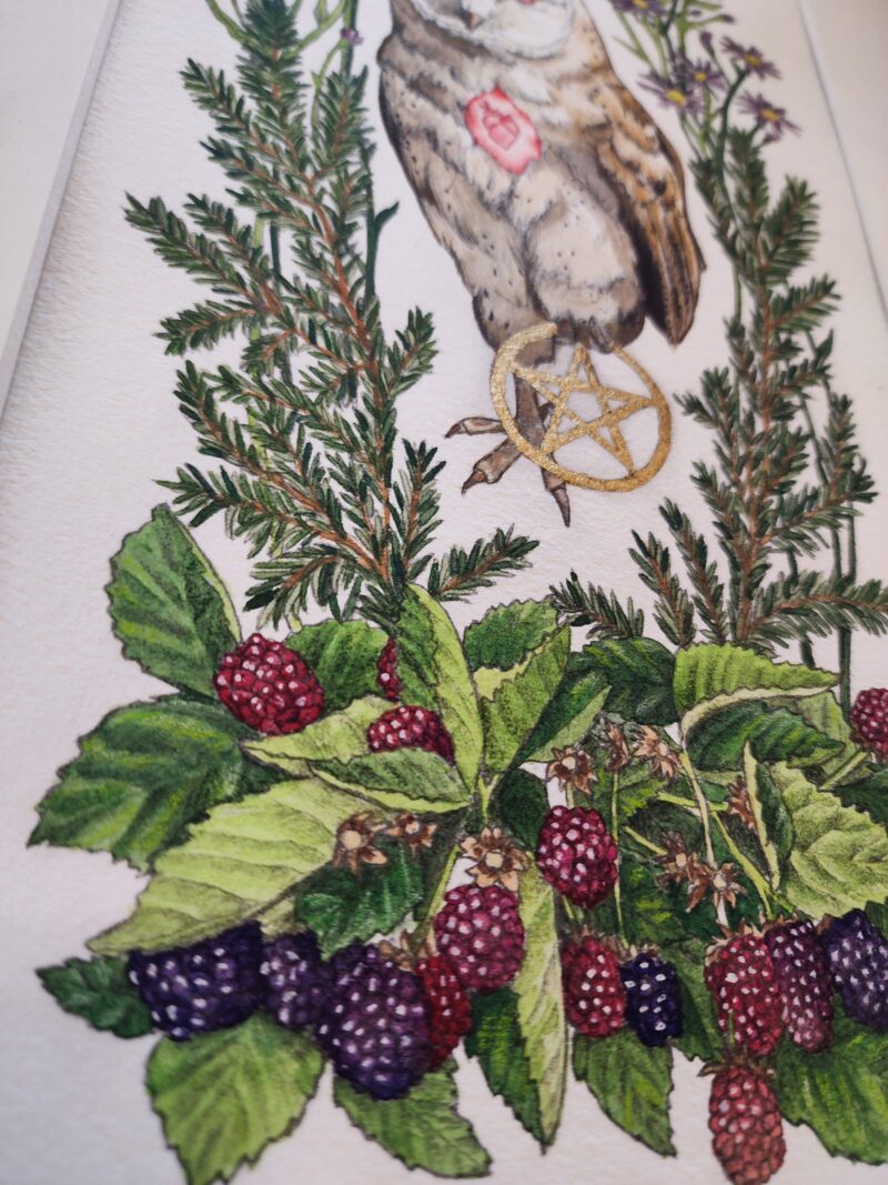 Watercolor and graphite illustration depicting a barn owl as a witches familiar, clutching in one claw a gold leaf pentagram. This piece features the owl familiar surrounded by different plants that symbolize and attract them: blackberries, aster, and pine.