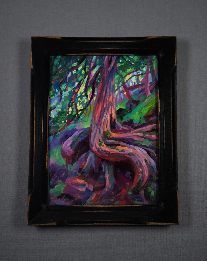 Plein air oil painting of a twisted cedar tree displayed in a dark wooden frame with warm edge highlights, set against a neutral gray background.