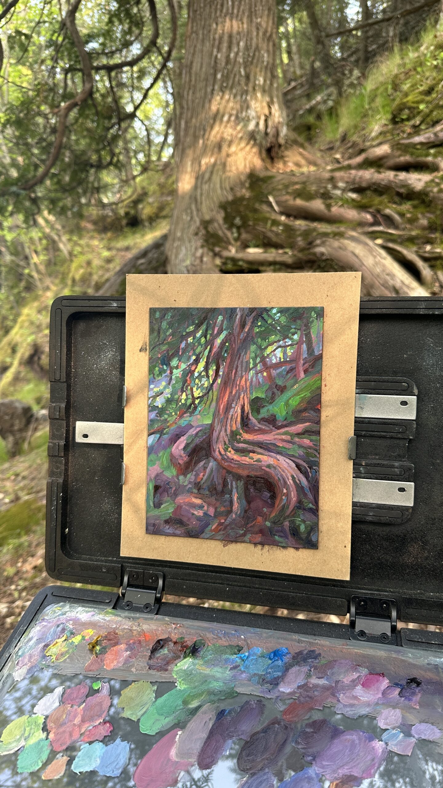 A plein-air painting of a twisted cedar tree with colorful roots and dappled forest light, displayed on an easel in a wooded lakeshore setting.