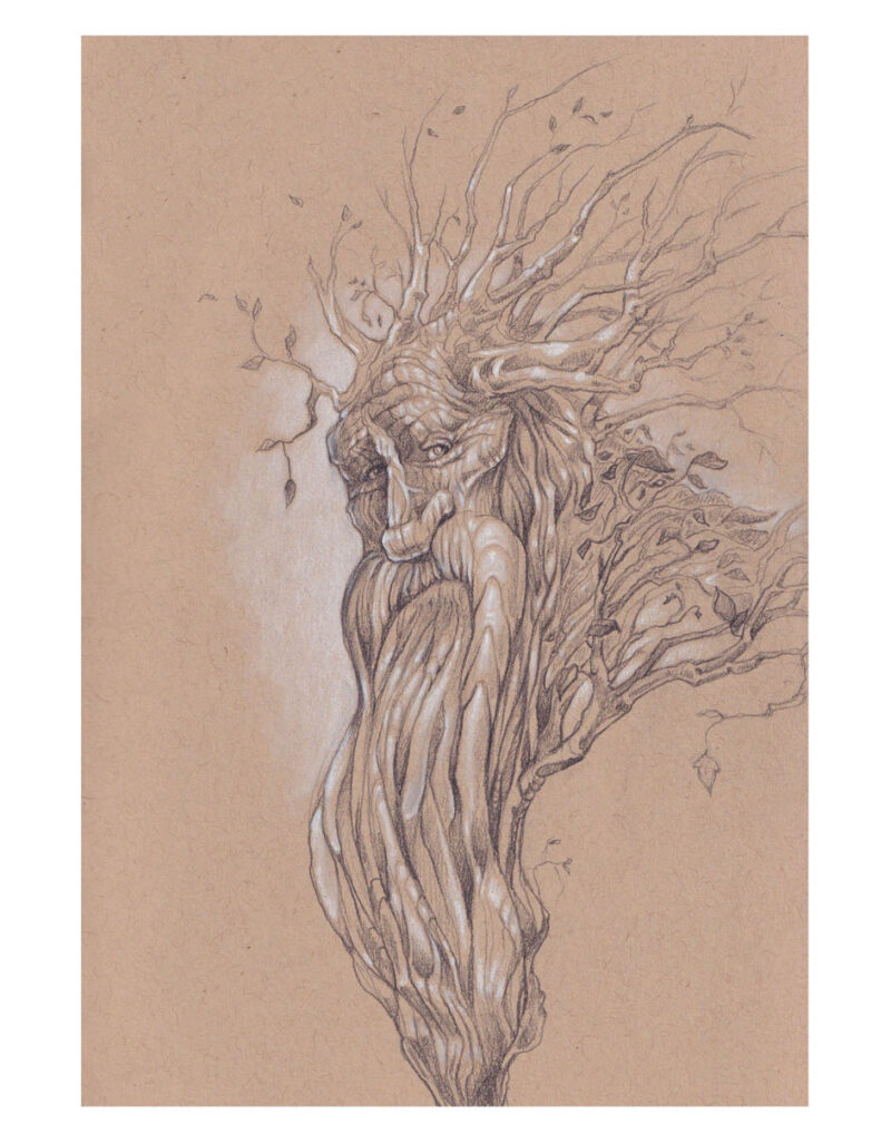 the full size scanned image of the final Treebeard drawing, which is graphite and white charcoal on toned paper.