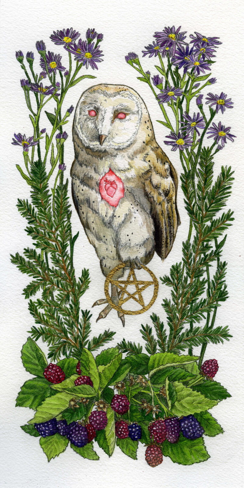 Watercolor and graphite illustration depicting a barn owl as a witches familiar, clutching in one claw a gold leaf pentagram. This piece features the owl familiar surrounded by different plants that symbolize and attract them: blackberries, aster, and pine.