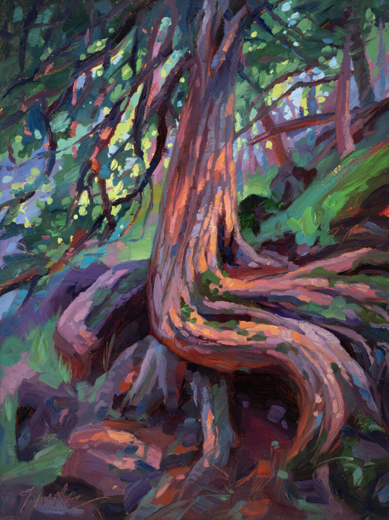 A vibrant oil painting of a twisted cedar tree with colorful exposed roots, dappled forest light, and rich greens and purples in a northern woodland setting.