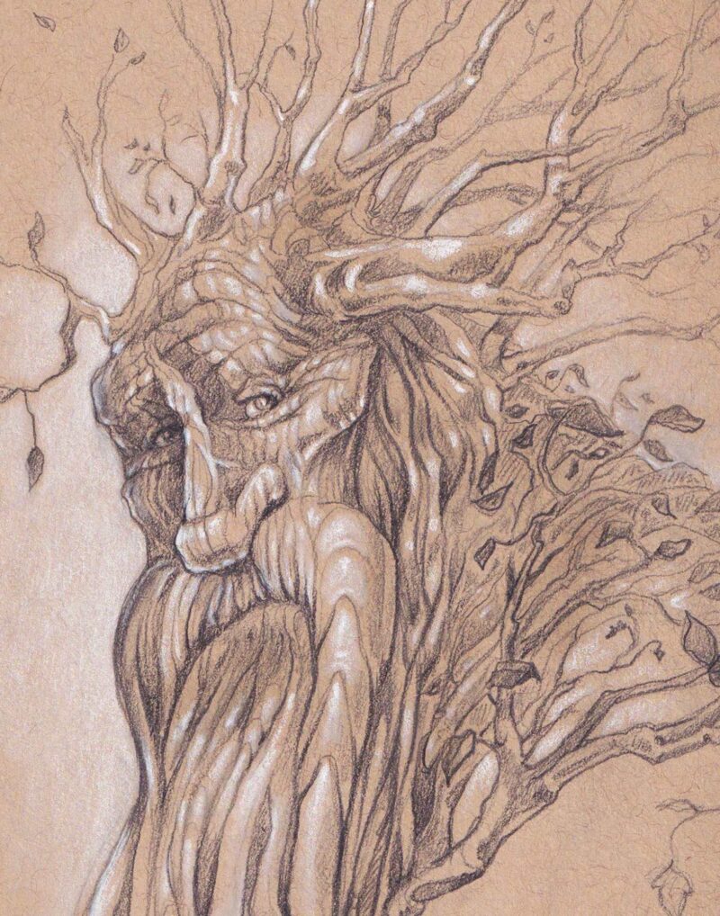 a close up detail shot of the Treebeard drawing by Susan Shorter