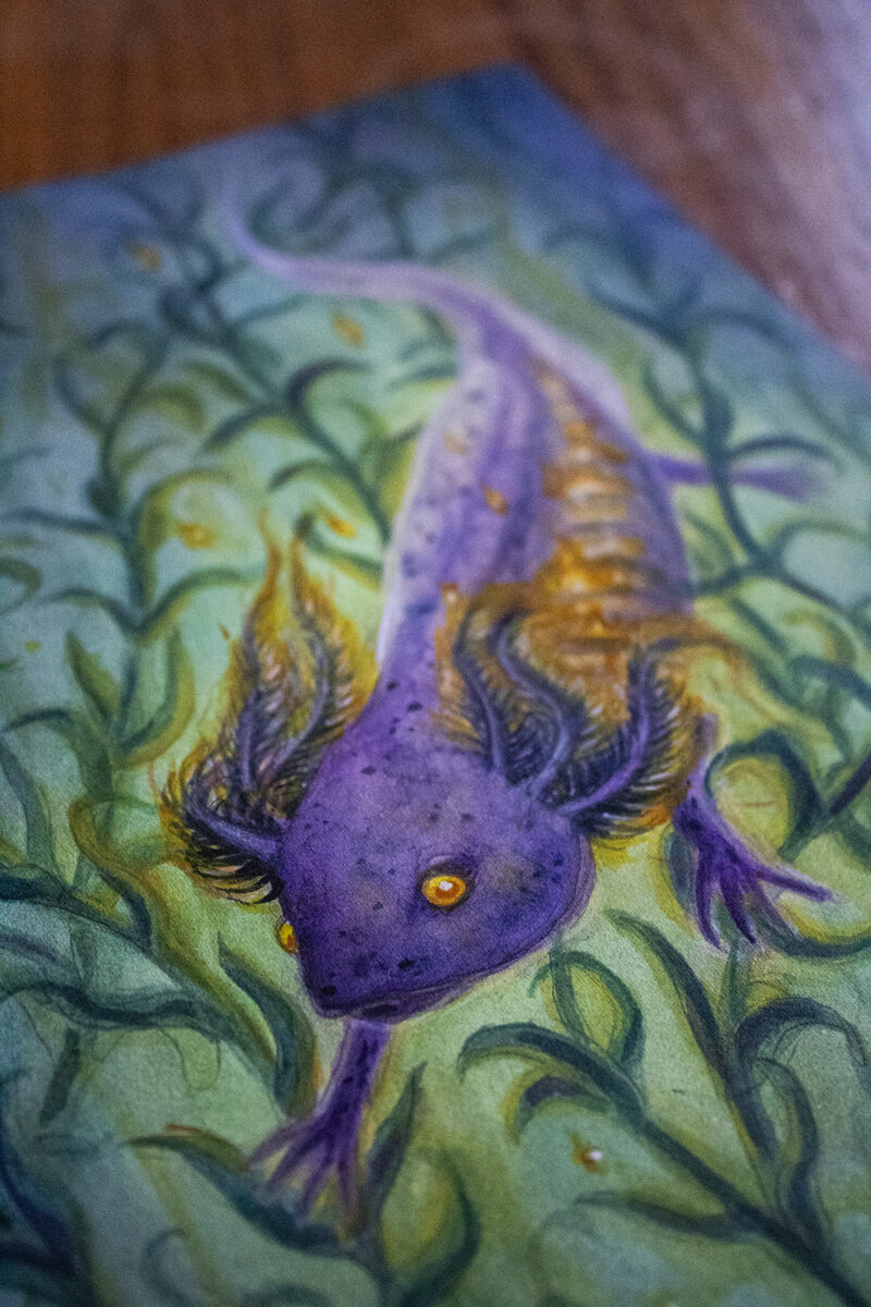 Close-up of axolotl painting
