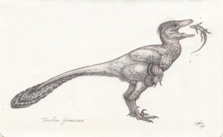 Pencil drawing of the feathered theropod dinosaur, Troodon, with a lizard prey.