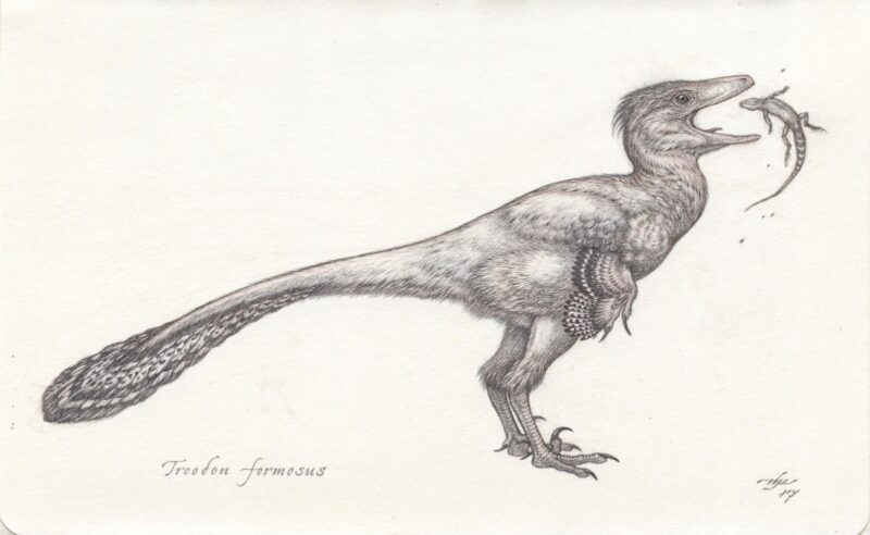 Pencil drawing of the feathered theropod dinosaur, Troodon, with a lizard prey.