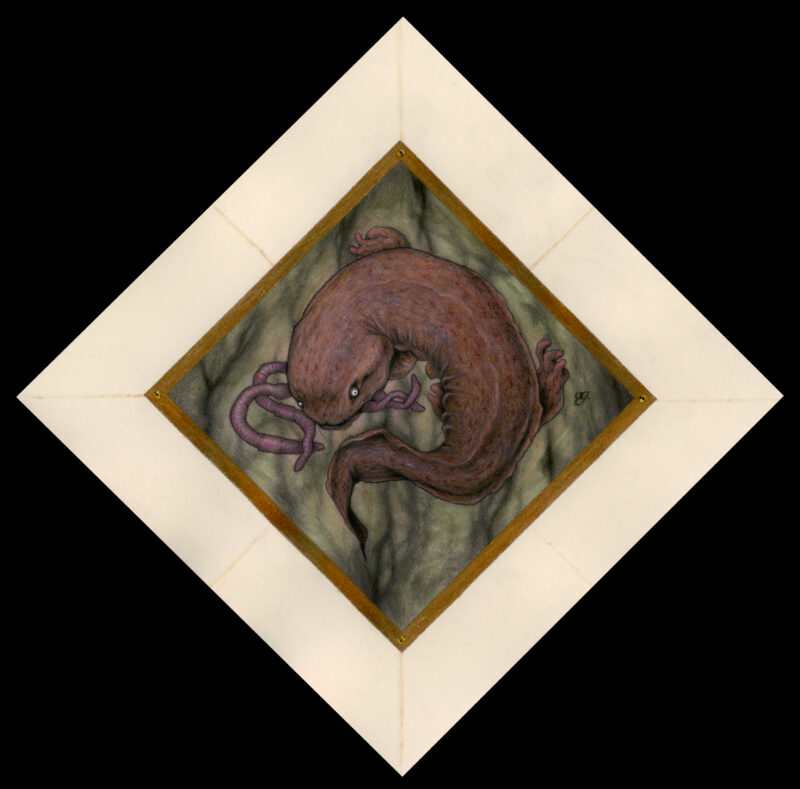 Original art of an Eastern Hellbender, eating nightcrawlers