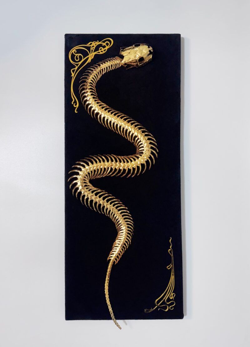 Golden snake skeleton undulates across black velvet