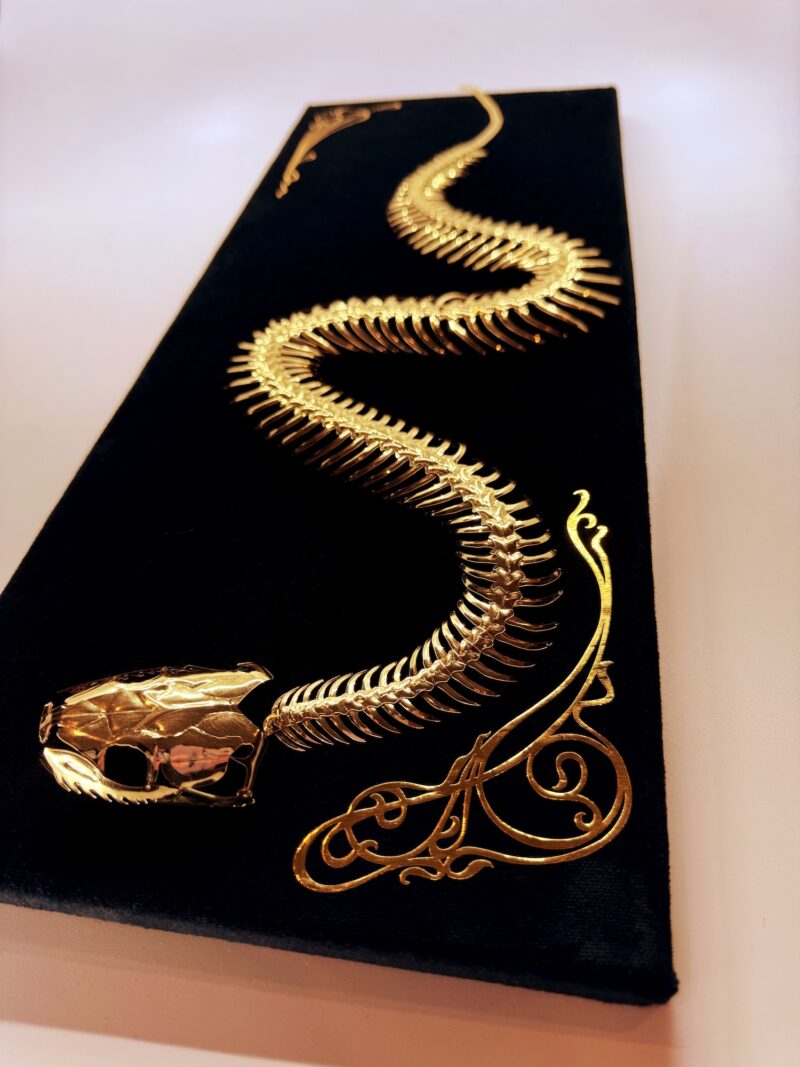 Golden snake skeleton undulates across black velvet