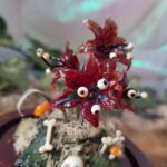 'Omen" by Tia Kinsman