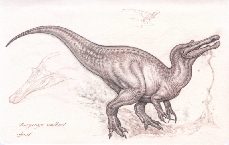 Pencil sketch of the dinosaur, Baryonyx.