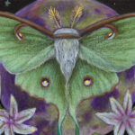 Luna moth drawing, detail, greens and purples