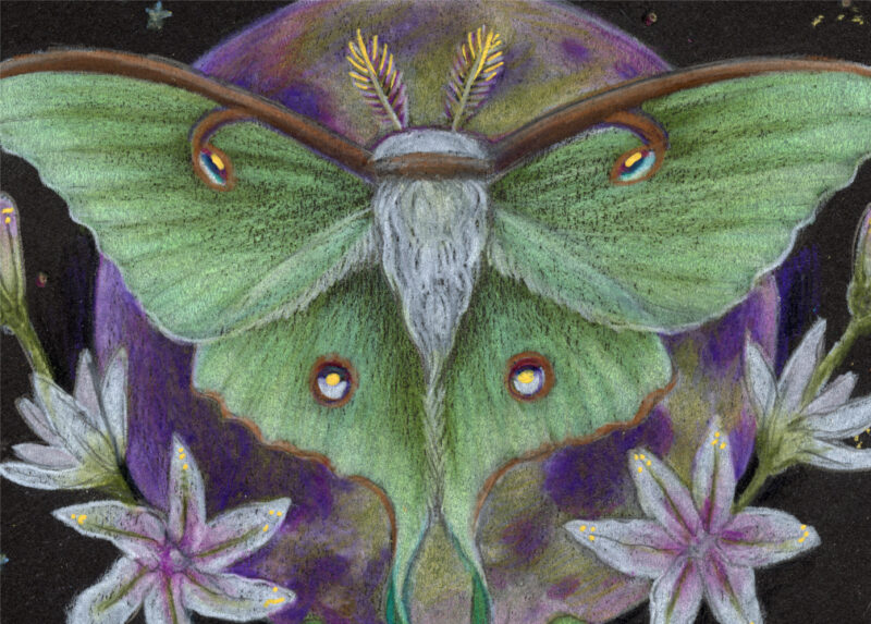 Luna moth drawing, detail, greens and purples