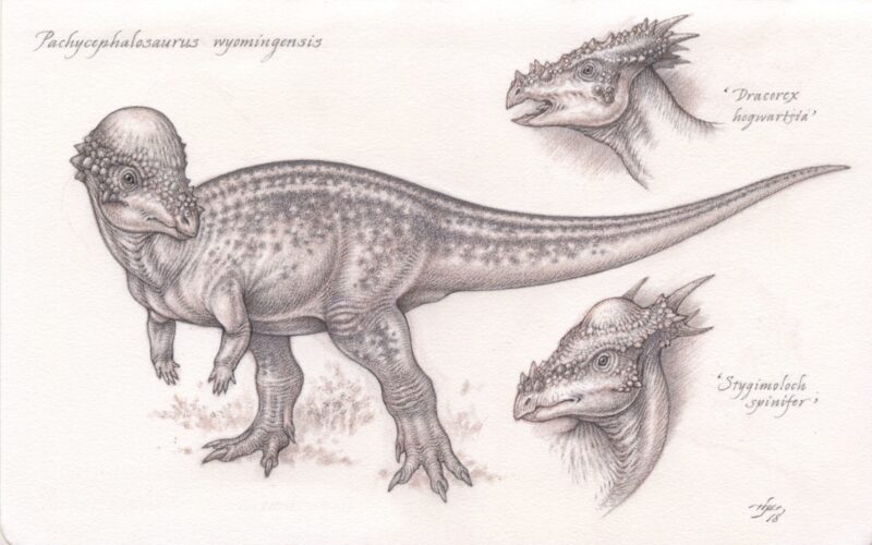 Pencil study of the dinosaur, Pachycephalosaurus, plus two smaller head studies of Stygimoloch and Dracorex.