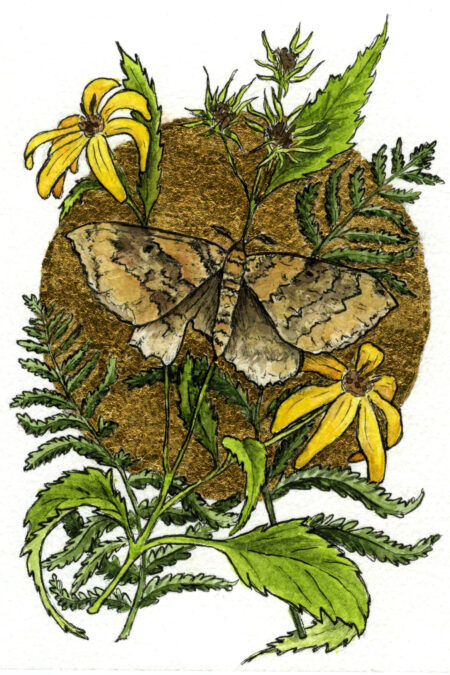 Watercolor painting of a moth surrounded by woodland sunflowers and ferns, and surrounded by a gold leaf moon.