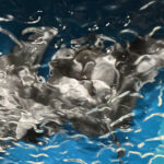 Manta Ray Duet Texture Detail