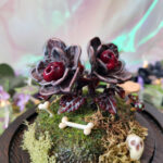 'Mutant Charon's Bloom' by Tia Kinsman