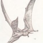 Pencil study of the pterosaur, Pteranodon, in flight.