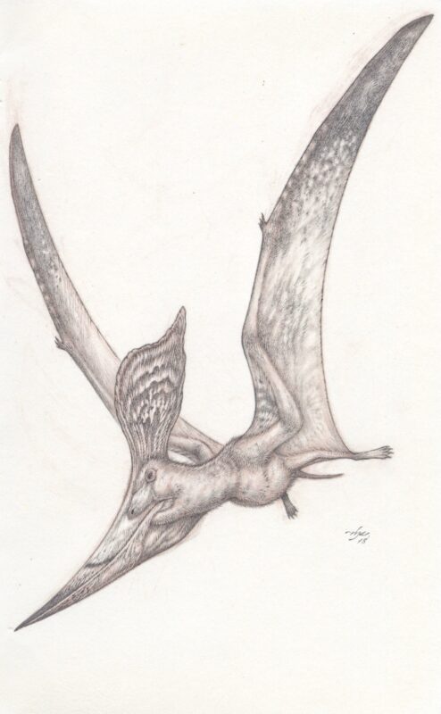 Pencil study of the pterosaur, Pteranodon, in flight.