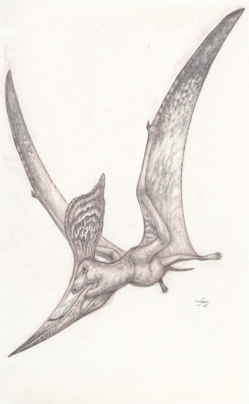 Pencil study of the pterosaur, Pteranodon, in flight.