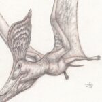 Detail crop of part of the head, crest, and body from a pencil study of the pterosaur, Pteranodon.