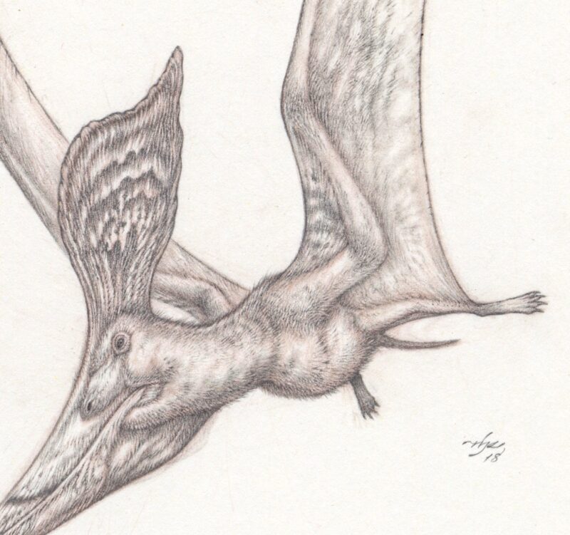 Detail crop of part of the head, crest, and body from a pencil study of the pterosaur, Pteranodon.