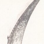 Detail crop of part of the wing from a pencil study of the pterosaur, Pteranodon.