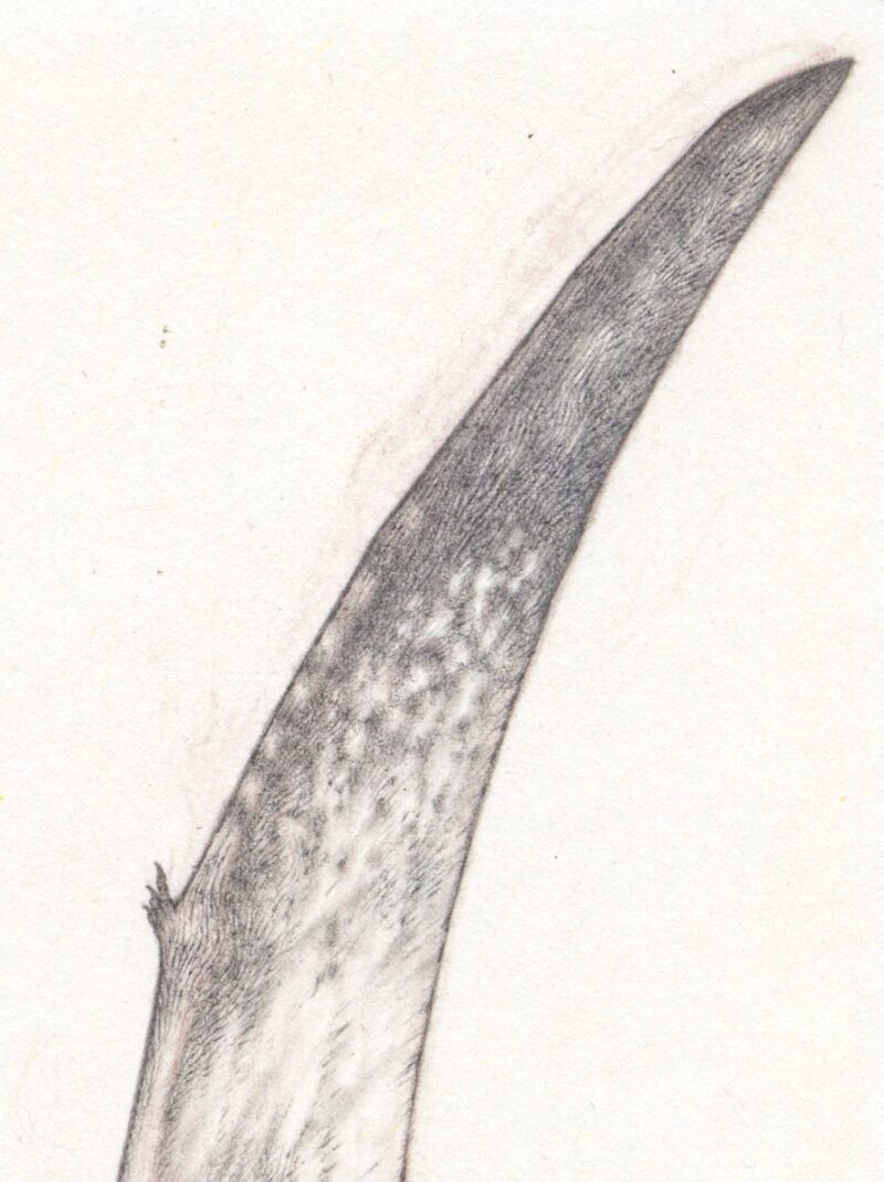 Detail crop of part of the wing from a pencil study of the pterosaur, Pteranodon.